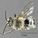Ancylandrena koebelei