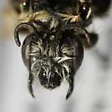 Ancylandrena larreae - photo 3