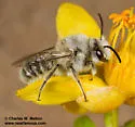 Ancylandrena larreae - photo 4