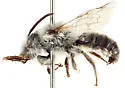 Ancylandrena rozeni - Ancylandrena rozeni