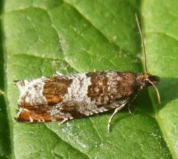Ancylis achatana