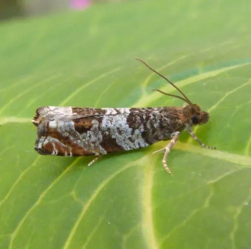Ancylis achatana - photo 2