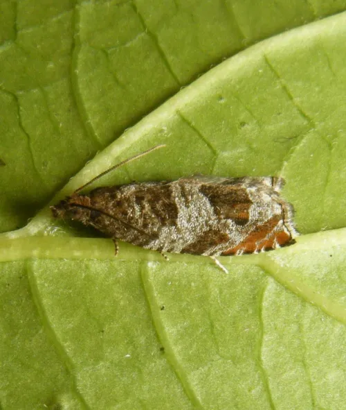 Ancylis achatana - photo 3