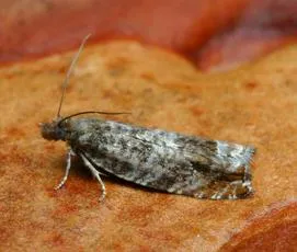 Ancylis achatana - photo 4