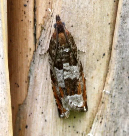 Ancylis achatana - photo 5