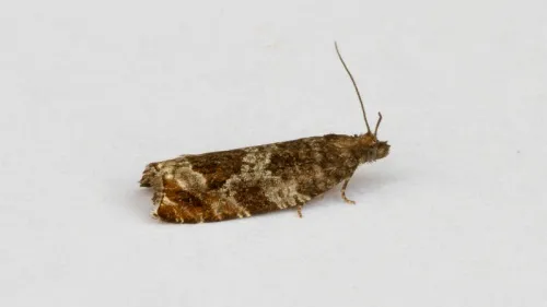 Ancylis achatana - photo 6