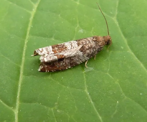 Ancylis achatana - photo 7