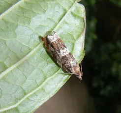 Ancylis achatana - photo 8