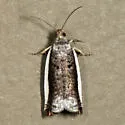 White-edged Ancylis Moth - Hodges#3387