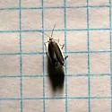 White-edged Ancylis Moth - Hodges#3387 - photo 5