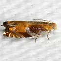 Ancylis apicana - Hodges#3376
