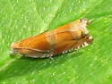 Ancylis apicana - Hodges#3376 - photo 2