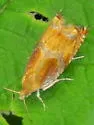 Ancylis apicana - Hodges#3376 - photo 3