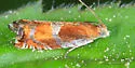 Ancylis apicana - Hodges#3376 - photo 4