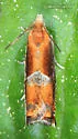 Ancylis apicana - Hodges#3376 - photo 5