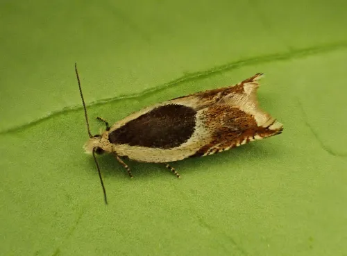 Ancylis badiana