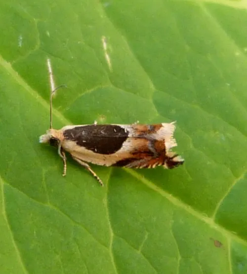 Ancylis badiana - photo 2