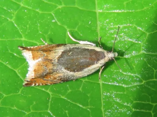 Ancylis badiana - photo 3