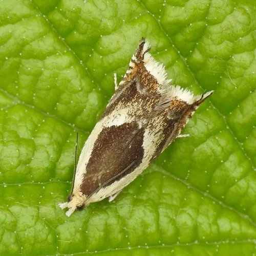Ancylis badiana - photo 4
