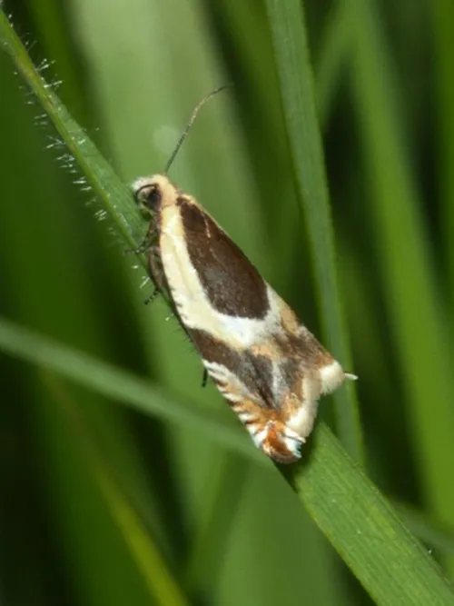 Ancylis badiana - photo 5