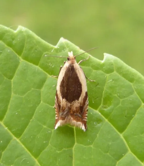 Ancylis badiana - photo 6
