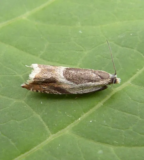 Ancylis badiana - photo 7