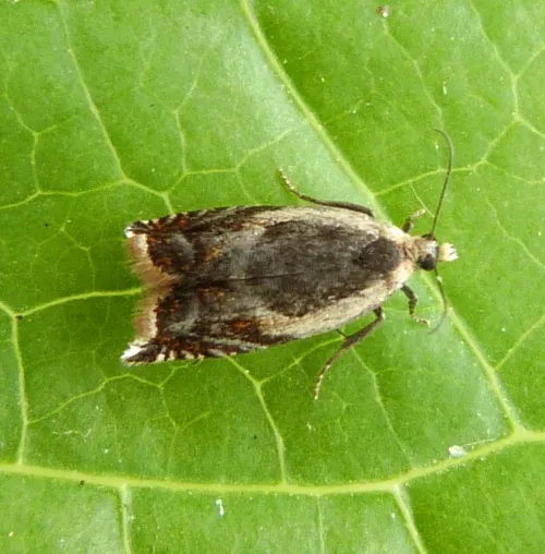 Ancylis badiana - photo 8
