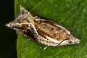 Ancylis brauni - Hodges#3372