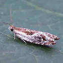 Ancylis brauni - Hodges#3372 - photo 2