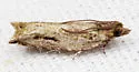 Ancylis brauni - Hodges#3372 - photo 3