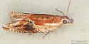 Ancylis brauni - Hodges#3372 - photo 4