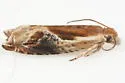 Ancylis brauni - Hodges#3372 - photo 5