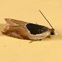 Oak Leaffolder - Hodges#3367 - photo 2