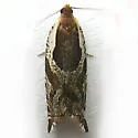 Ancylis columbiana - Hodges#3362