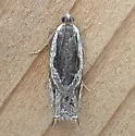 Ancylis columbiana - Hodges#3362 - photo 4