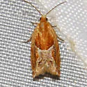 Strawberry Leafroller - Hodges#3374