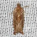 Ancylis cordiae - Hodges#3388