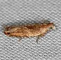 Ancylis cordiae - Hodges#3388 - photo 2