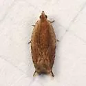 Ancylis cordiae - Hodges#3388 - photo 3