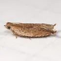 Ancylis cordiae - Hodges#3388 - photo 4