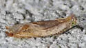 Ancylis cordiae - Hodges#3388 - photo 5