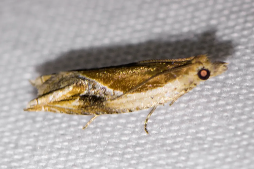 Ancylis definitivana - Hodges#3373 - photo 2