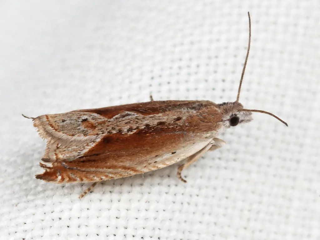 Ancylis diminuatana - Hodges#3379 - photo 2