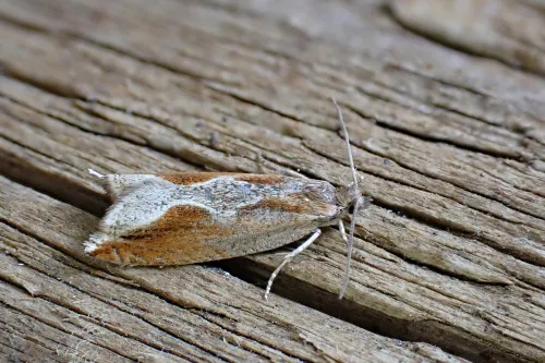 Ancylis diminutana