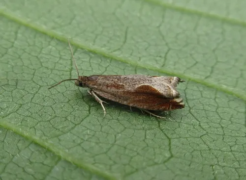 Ancylis diminutana - photo 2