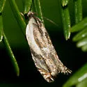 Yellow Birch leaffolder moth - Hodges#3358