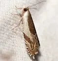 Yellow Birch leaffolder moth - Hodges#3358 - photo 2
