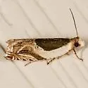 Yellow Birch leaffolder moth - Hodges#3358 - photo 3