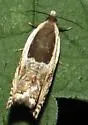 Yellow Birch leaffolder moth - Hodges#3358 - photo 4