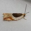 Yellow Birch leaffolder moth - Hodges#3358 - photo 5